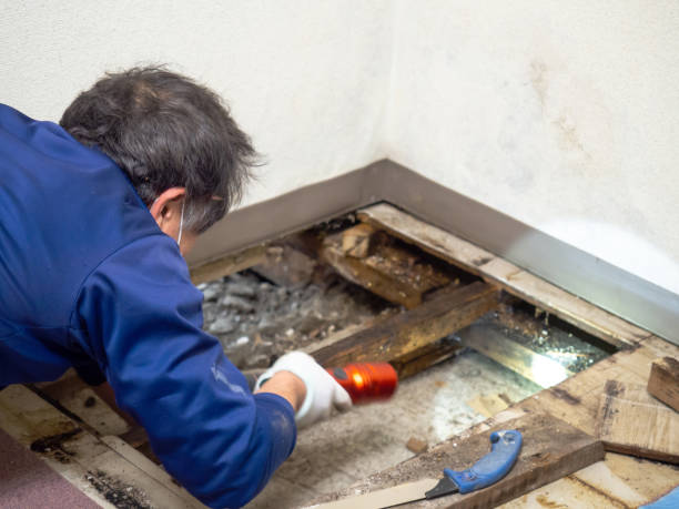 Best Residential Mold Remediation in Socastee, SC