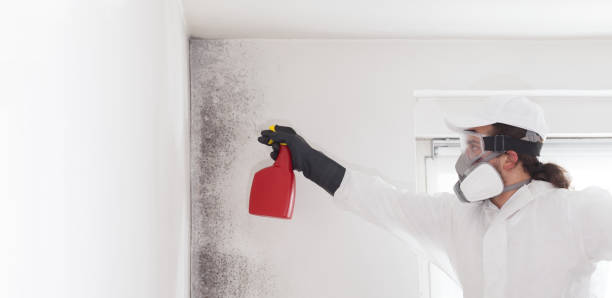 Best Residential Mold Remediation in Socastee, SC