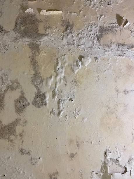 Best Localized Mold Remediation (e.g., coastal areas, humid climates) in Socastee, SC